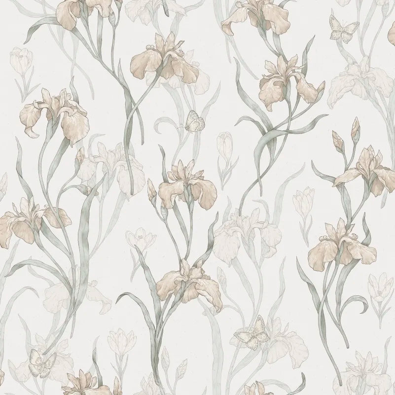 Sandberg Iris, Powder Pink - S10135