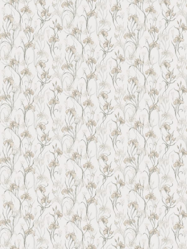Sandberg Iris, Powder Pink - S10135