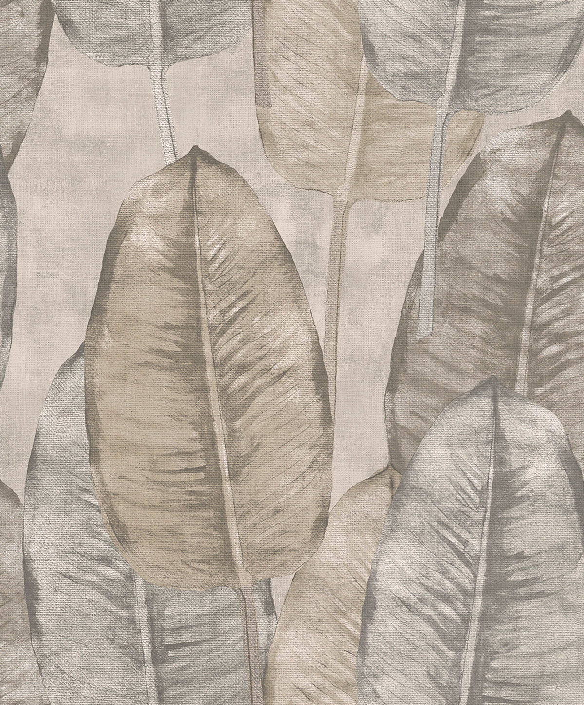 Midbec Rubber Tree - TA25080